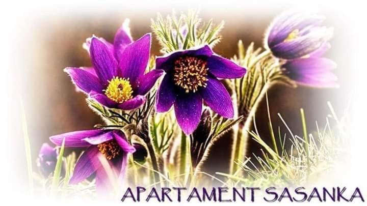 Apartament Sasanka Kowary Exteriér fotografie